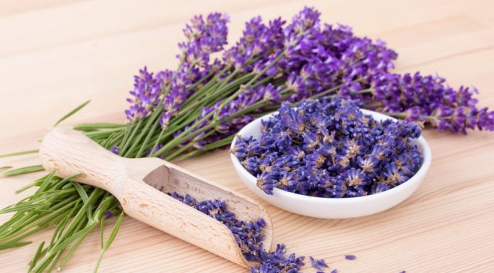 Cand se recolteaza lavanda si care este cel mai bun interval orar?