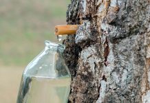 Cand se recolteaza seva de mesteacan si cum sa procedezi?