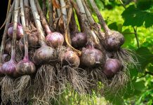 Cand se face plantarea usturoiului toamna?