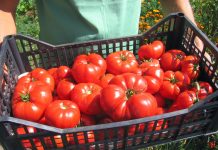 Cand se stropesc rosiile cu piatra vanata si de ce sa faci asta?