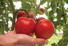 Cand se stropesc rosiile prima data si ce produse sa folosesti?