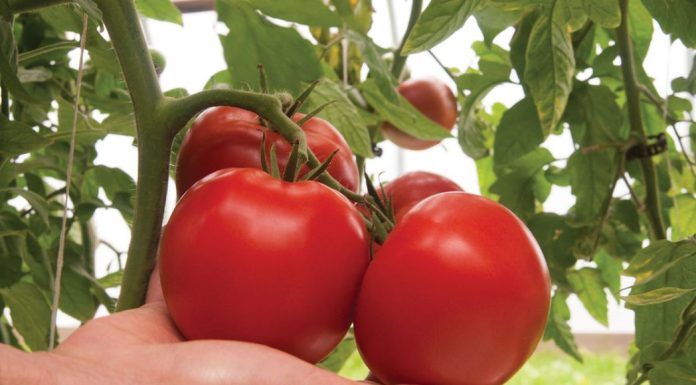 Cand se stropesc rosiile prima data si ce produse sa folosesti?