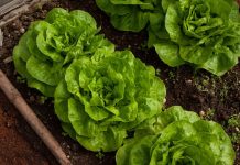 Cand se planteaza salata in gradina si cum sa faci asta?