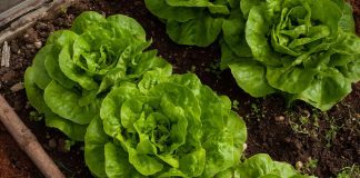 Cand se planteaza salata in gradina si cum sa faci asta?