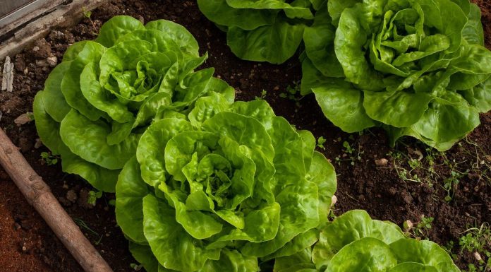 Cand se planteaza salata in gradina si cum sa faci asta?
