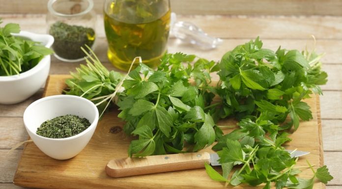 Cand se seamana leusteanul toamna si cum pregatesti terenul?