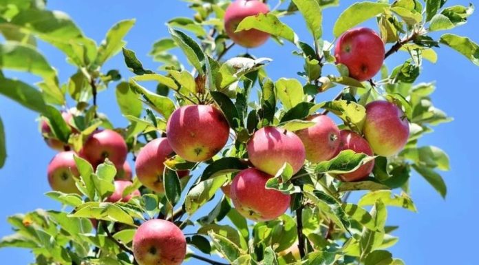 Cand se stropesc caisii. Schema de tratament la cais?