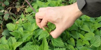 Cand se stropesc rosiile cu urzica si cum sa prepari maceratul?