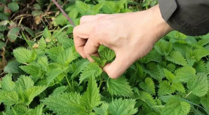 Cand se stropesc rosiile cu urzica si cum sa prepari maceratul?