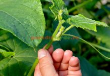 Cand se stropesc castravetii. Ce produse sa folosesti pentru legumele din solar?