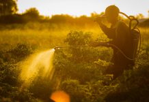 Cand se stropeste via cu piatra vanata si cum sa faci solutia?
