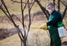 Cand se stropesc pomii cu solutie anti-inghet. Sfaturi utile?