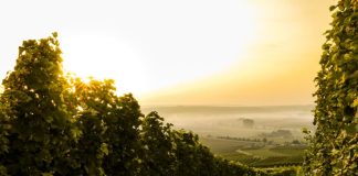 Cand se stropeste via, schema de tratamente pentru vita de vie?