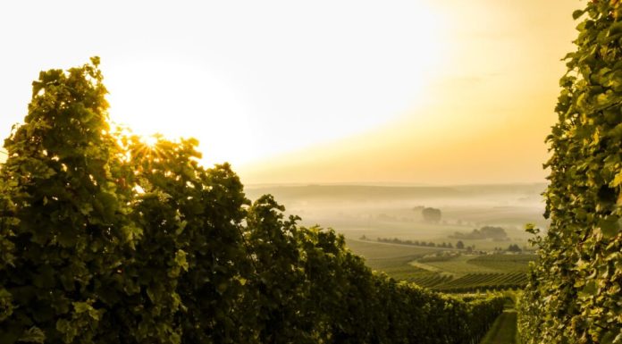 Cand se stropeste via, schema de tratamente pentru vita de vie?