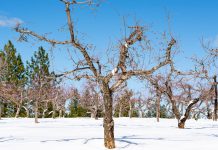 Cand se face stropirea pomilor iarna si ce produse sa folosesti?
