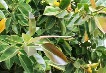 Cand se taie ficusul si de ce este necesar sa faci asta?