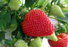 Cand se taie frunzele la capsun. De ce este importanta cosirea capsunului?