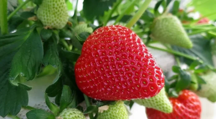 Cand se taie frunzele la capsun. De ce este importanta cosirea capsunului?