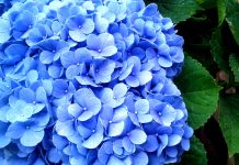 Cand se taie hortensia si de ce este bine sa faci asta?