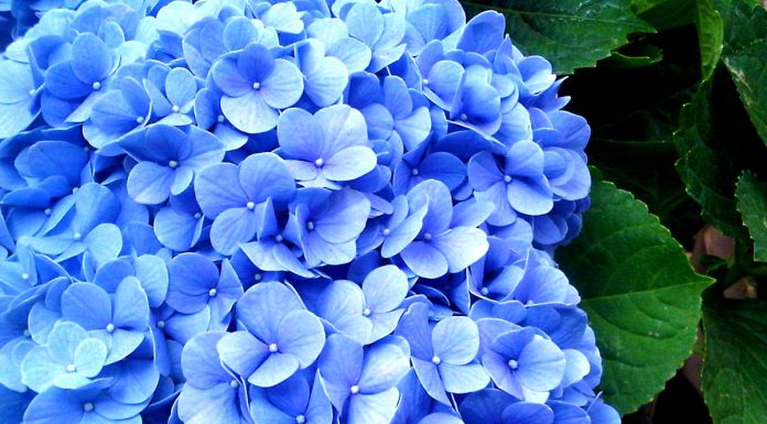 Cand se taie hortensia si de ce este bine sa faci asta?