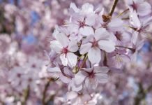 Care sunt traditiile de florii binecuvantate?