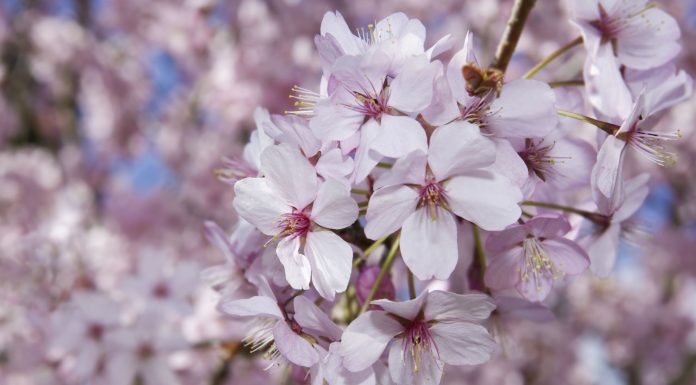 Care sunt traditiile de florii binecuvantate?