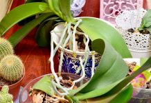 Cand se face transplantarea orhideelor in alt ghiveci?