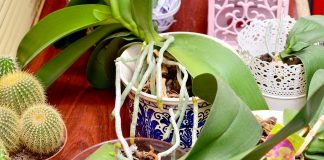 Cand se face transplantarea orhideelor in alt ghiveci?