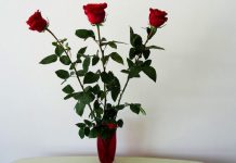 Cand se face transplantarea trandafirilor si care sunt pasii?