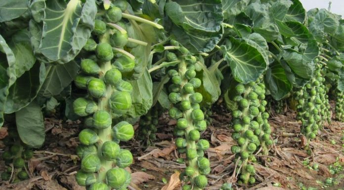 Varza de bruxelles: Care sunt cele mai gustoase retete?