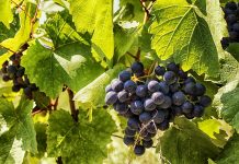 Stropiri la vita de vie iarna. Cand se fac tratamentele?