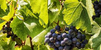 Stropiri la vita de vie iarna. Cand se fac tratamentele?